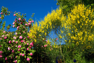 Pfriemenginster und Kletterrose Constance Spry