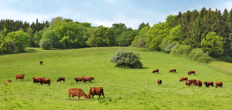 Rinderherde auf saftiger Weide in idyllischer Umgebung