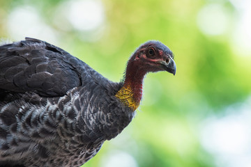 Australian brushturkey