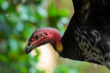 Australian brushturkey