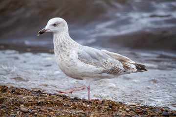 Silbermöwe (Larus argentatus) vor dem Meer