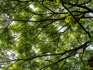 Looking up canopy of giant tree (Samanea saman) with branch in university campus, Thailand.