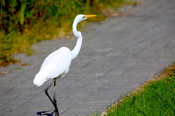a great white egret stands in a park