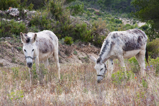 donkeys