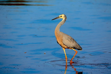 a grey heron stands in marsh land