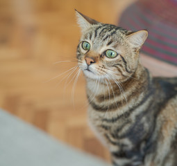 Cute short hair cat looking curious and snooping at home playing hide and seek