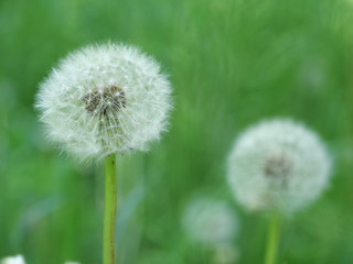 Two dandelions on green background