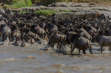 Panicked wildebeest hastily cross the Mara River in the Serengeti, Tanzania during the Great...