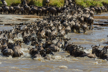 Panicked wildebeest hastily cross the Mara River in the Serengeti, Tanzania during the Great...