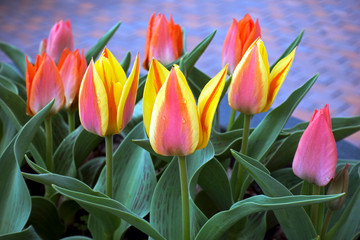Multicolor red and yellow tulips. Flower background
