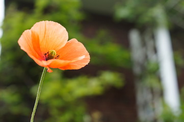 Fototapeta premium SONY DSC