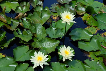lotus
