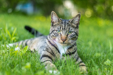 Naklejka na ściany i meble Young green-eyed Mackerel Tabby Cat frolics in the grass on a late spring afternoon