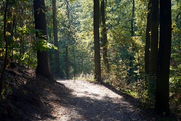 Waldlandschaft im Herbst bei Sonnenschein (Berlin)