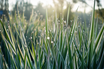 water dew drops on bright green grass background