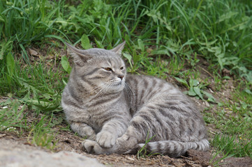 Naklejka na ściany i meble Beautiful gray tabby cat with yellow eyes lying on the ground and green grass. Outdoor scene, close-up view