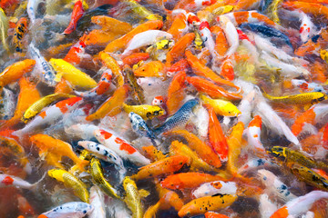 Obraz na płótnie Canvas Beautiful carp koi fish swimming in pond in the garden