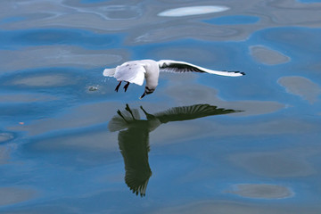 seagull in flight
