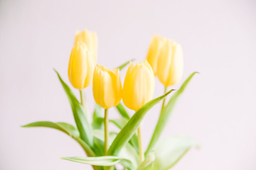 gelbe Tulpen