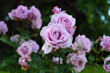 Beautiful roses in the garden