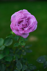 Beautiful rose in the garden
