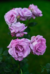 Beautiful roses in the garden