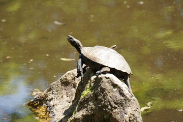 Obraz premium イシガメ