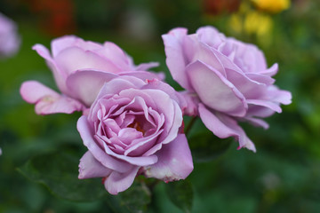 Beautiful roses in the garden