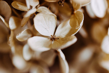 getrocknete Hortensie