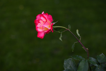 Beautiful rose in the garden