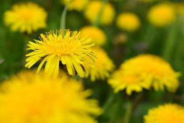 one of the dandelions
