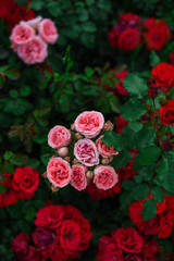 Beautiful roses in the garden