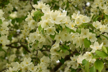 apple blossom