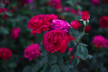 Beautiful roses in the garden