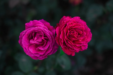 Beautiful roses in the garden