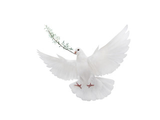free flying white dove isolated