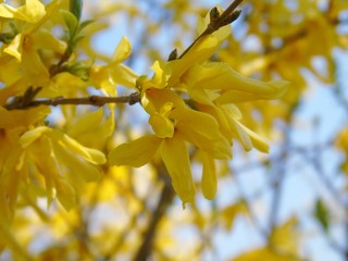 An amazing caption of some spring flowers from the village with blue sky in the background and clouds in a gray tone.