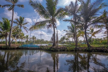 Fototapeta na wymiar Coconut trees near backwater canals in Munroe Island