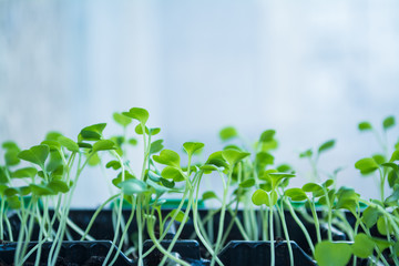 Mustard sprouts. Growing vegetables and herbs. Greens and seedlings on the windowsill. Macro photo of sprouts. 