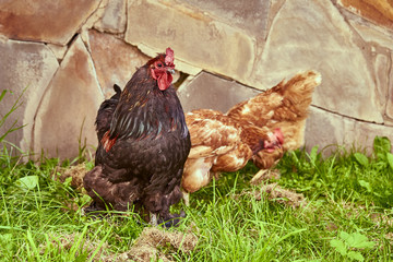 Colorful proud rooster in green grass on stone wall background. The chickens in the background are out of focus.
