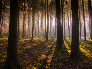 Morning forest in witer.