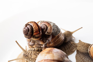 Garden snails isolated on white background