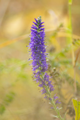 Blue long flower. Vertical frame.
