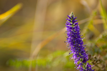 Blue long flower.