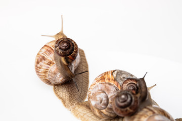 Garden snails isolated on white background