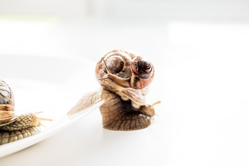 Garden snails isolated on white background