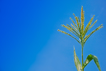 Corn flower against blue sky, Raw corn on plant, flower of field corn