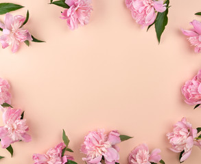 Fototapeta na wymiar blooming pink peony buds on a peach background