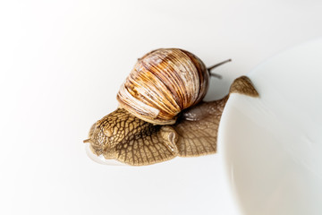 Garden snails isolated on white background