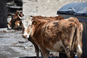 Brown and White Cows near a Dumpster, Stepantsminda, Georgia